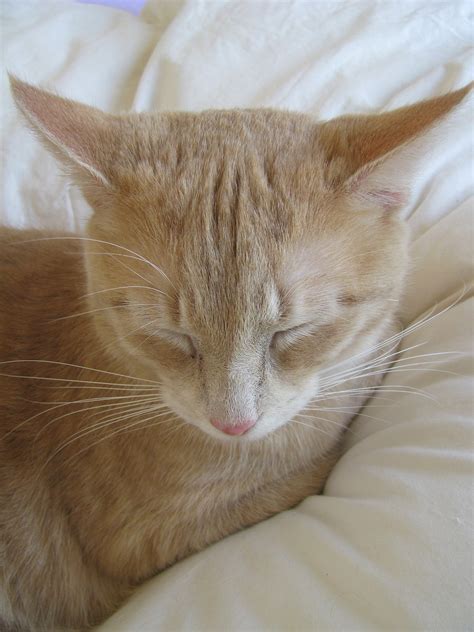 Cat Sleep Cute Free Photo On Pixabay Pixabay