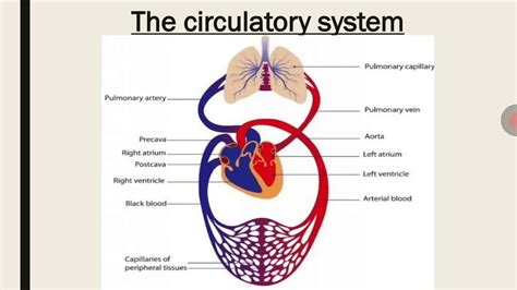 Human Circulatory System Diagram Class 10 Circulatory System