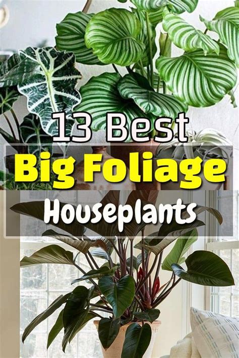 Shade Indoor Plants - Indoor Plants