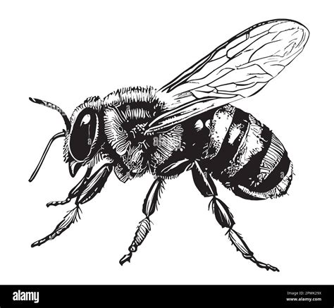 Honey Bee side view hand drawn sketch insects illustration Stock Vector ...