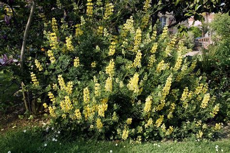 Tree Lupin Lupinus Arboreus Stock Image C0047636 Science Photo