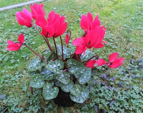 Cyclamen Hederifolium Grows On You