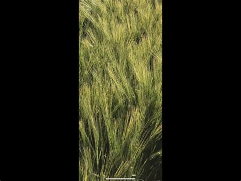 Barley Malting 2 Row