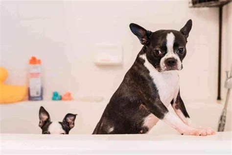 How Long Does It Take To Potty Train A Boston Terrier Yolo Pooch