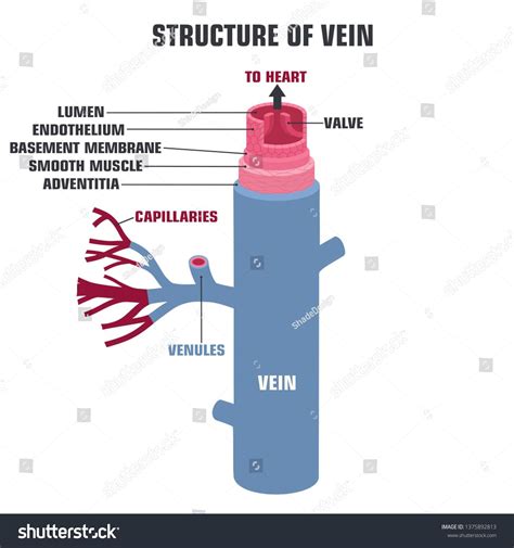 Vector medical vein structure icon. Vienna in the context of the ...