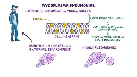 Structure Of Mycoplasma