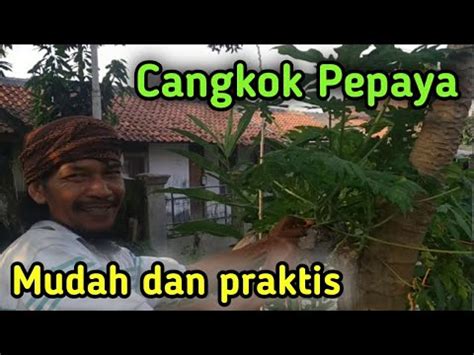 Teknik Cangkok Pepaya Lokasi Rt Rw Perum Talaga Bestari Mudah