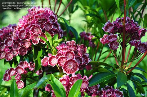 PlantFiles Pictures: Mountain Laurel 'Kaleidoscope' (Kalmia latifolia ...