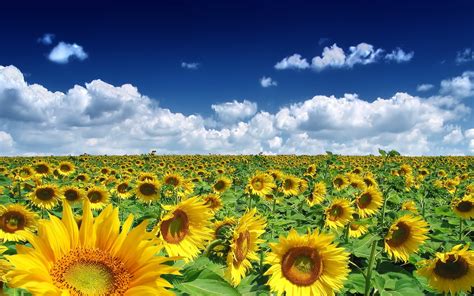 Sfondi Paesaggio Natura Cielo Campo Nuvole Girasoli Fiore