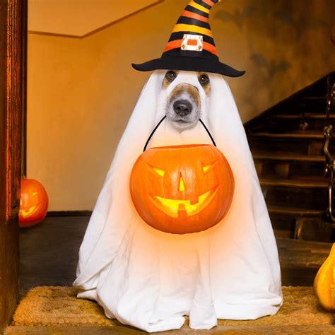 5 Easy DIY Pet Costumes To Try This Halloween – Benesafe Solutions