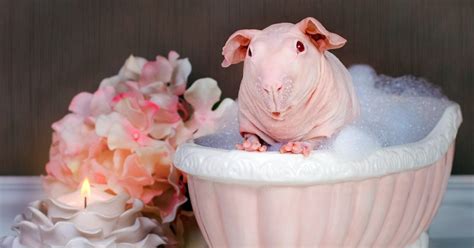 Guinea Pig Poses Totally Nude In Bath Leaving Nothing To The Imagination Bored Panda