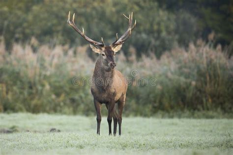 Red Deer Stag Standing On A Meadow With Frost On The Ground In The