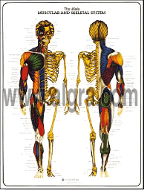 Male Muscular And Skeletal System Anatomy Poster Clinical Charts And Supplies