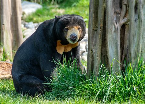 Sun Bear The Smallest Bear In The World Kidznet