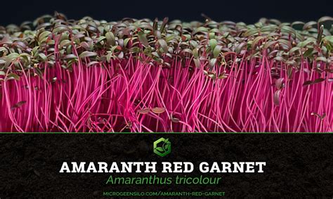 How To Grow Amaranth Red Garnet Microgreens Quick And Easy