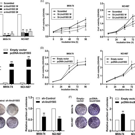 Lncrna Linc Promoted Gc Cell Proliferation A And B The Efficacy