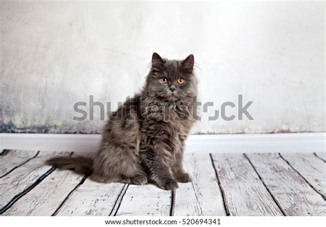 101 Shirazi Cat Images Stock Photos 3d Objects And Vectors Shutterstock