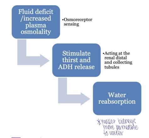 Fluid And Electrolyte Homeostasis Flashcards Quizlet