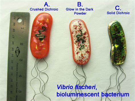 Vibrio fischeri Bacteria by trilobiteglassworks on DeviantArt