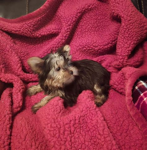 Yorkshire Terrier For Sale In Berwyn 513 Page 2