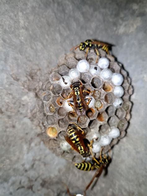 Wasp Species Polished on Nest. Wasp Nest Stock Photo - Image of hornet ...