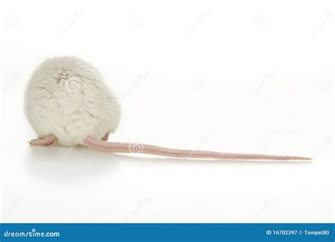 White mouse. stock image. Image of pets, furry, hair - 16702397