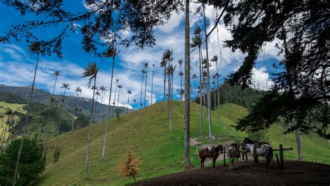 Valle del Cocora las palmas de cera más altas del mundo TrotandoMundos