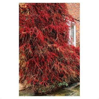 Cotoneaster Horizontalis Trained On Wall Madingley Hall Cambridge