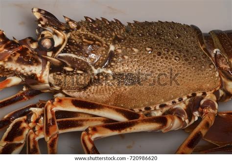 Palinurus Elephas European Spiny Lobster Spiny Stock Photo