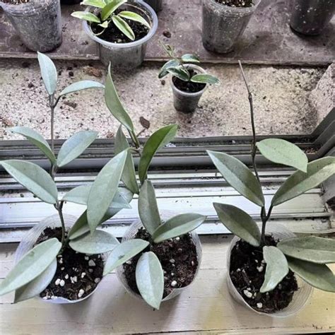 Rare Hoya Wilbur Graves Super Silver For Sale Happyforeststore