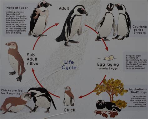 African Penguin Reproduction