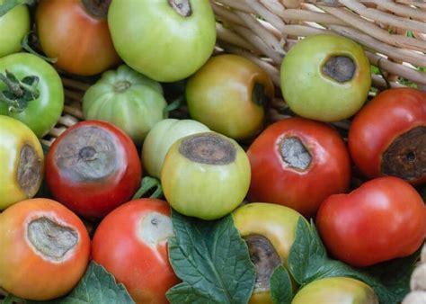 Why Calcium Is Important For Tomatoes 🍅 💪 The Crucial Role Of This Mineral