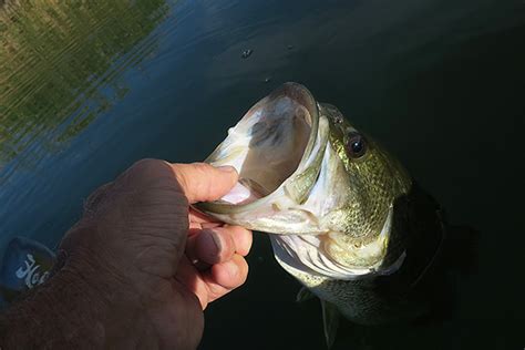 Kayak Fishing For Largemouth Bass On The Colorado River