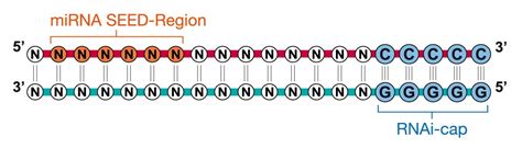riboxx RNA Technologies - Benefits of RNAi-cap for miRNA 
