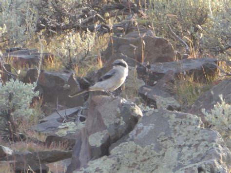 loggerhead shrike by SchroSurgeon on DeviantArt