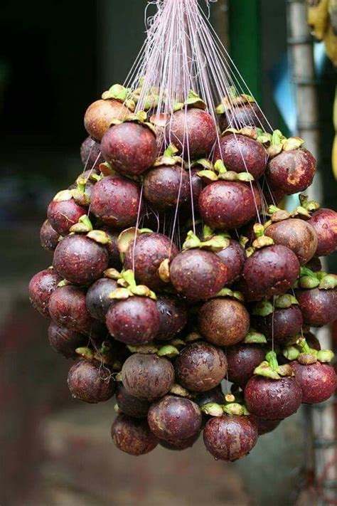 Pin Oleh Indra Di Fruits Makanan Buah Ide Makanan