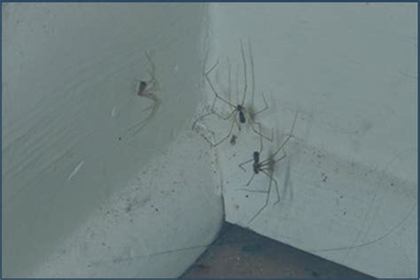 Best Spider Pest Control Exterminator Service In India