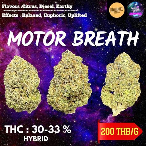 Motor Breath Thc By Blimburn Seeds Sold Out Moonlight