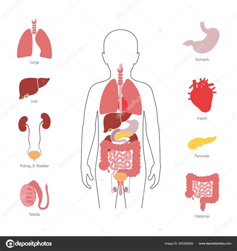 Vector De Rganos Internos Humanos Ilustraci N De Stock De Pikovit