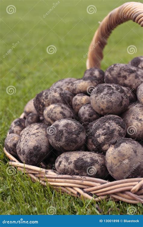 Vers Gegraven Aardappels Stock Foto Image Of Grond Gewas