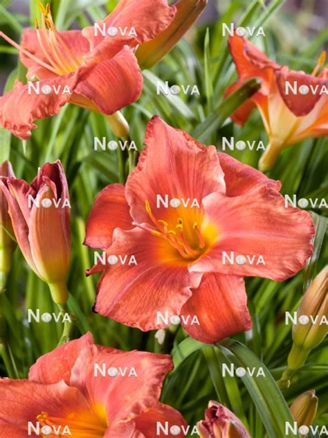 Hemerocallis South Seas