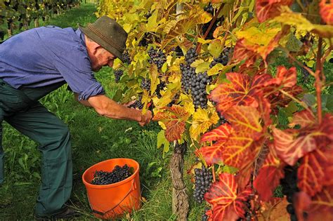 Weingut Weinbau Rottmar Am Bodensee