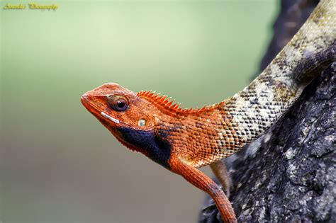 Oriental Garden Lizard or Changeable Lizard - India Travel Forum ...