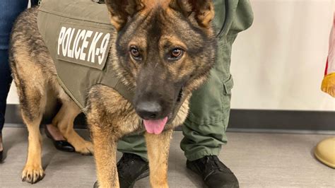 Mount Pleasant K9 Lobo Receives Body Armor Donation