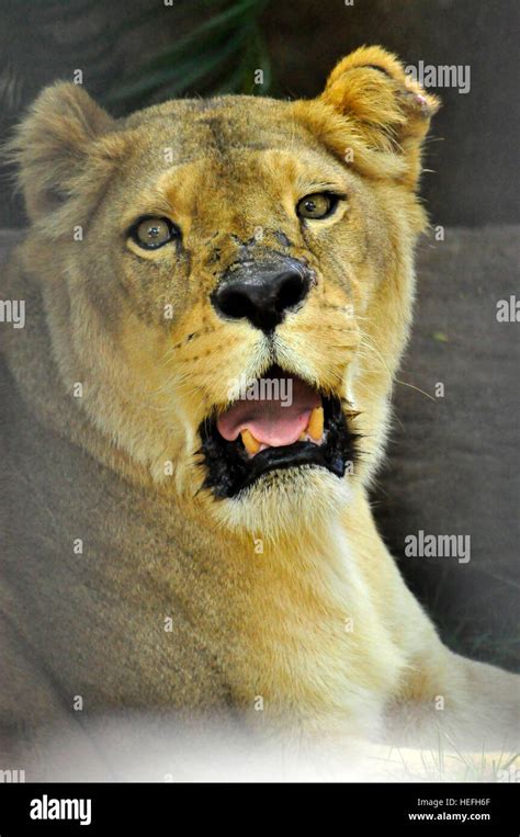 Lioness Looking At The Camera Lions Are The Largest African Carnivores