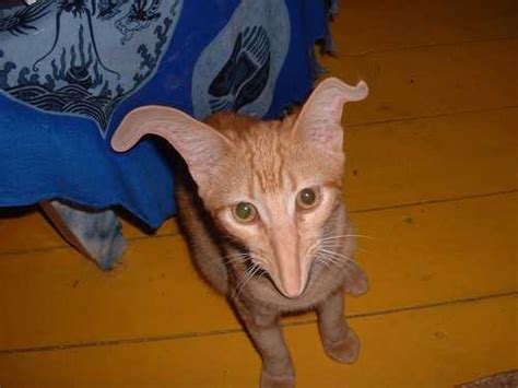 Second Life Forums Archive What The Fuck Is A Yiff Page 1