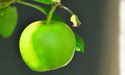 Cuantas Calor As Tiene Una Manzana Verde En M Xico Platodelbuencomer