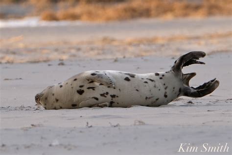 harp seal juvenile tail gloucester jpg kim smith films