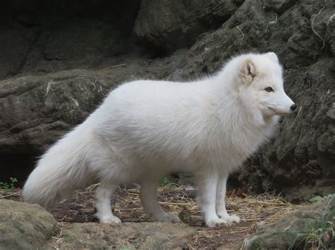 Arctic Fox Zoochat