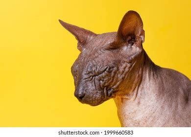 Cat Breed Sphinx Naked Cat Kitten Stock Photo 1999660583 Shutterstock